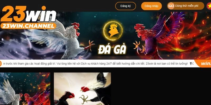 Đá Gà thu hút bởi hàng trăm trận chiến kịch tính