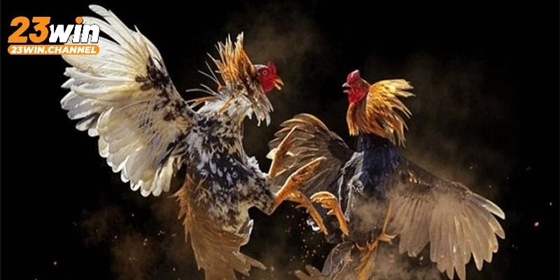 Luật chơi cơ bản của đá gà cựa dao Philippines