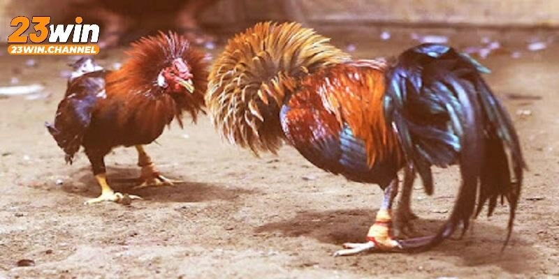 Cách tham gia đá gà cựa tròn tại 23Win