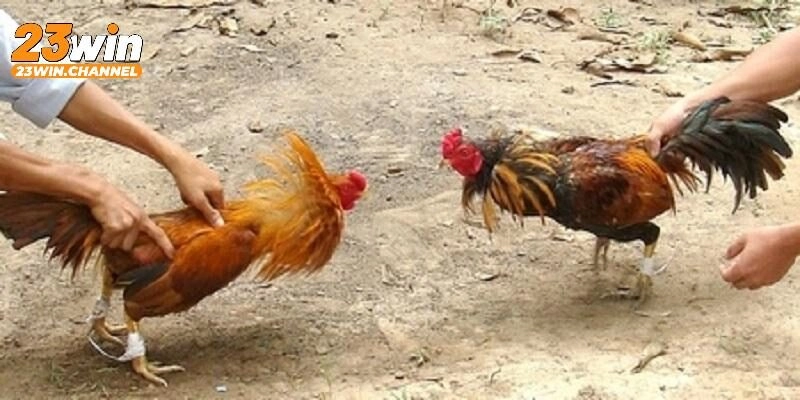 Đá gà cựa tròn là gì?